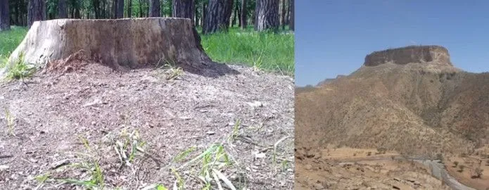Δεν υπάρχουν δάση στην Γη (εικόνα 36)
